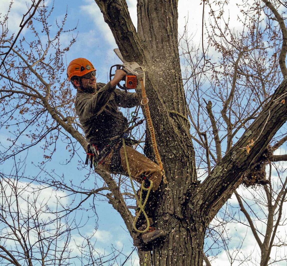#1 Emergency Tree Service Loudoun County Va, Clarke County Va, and Frederick County Va