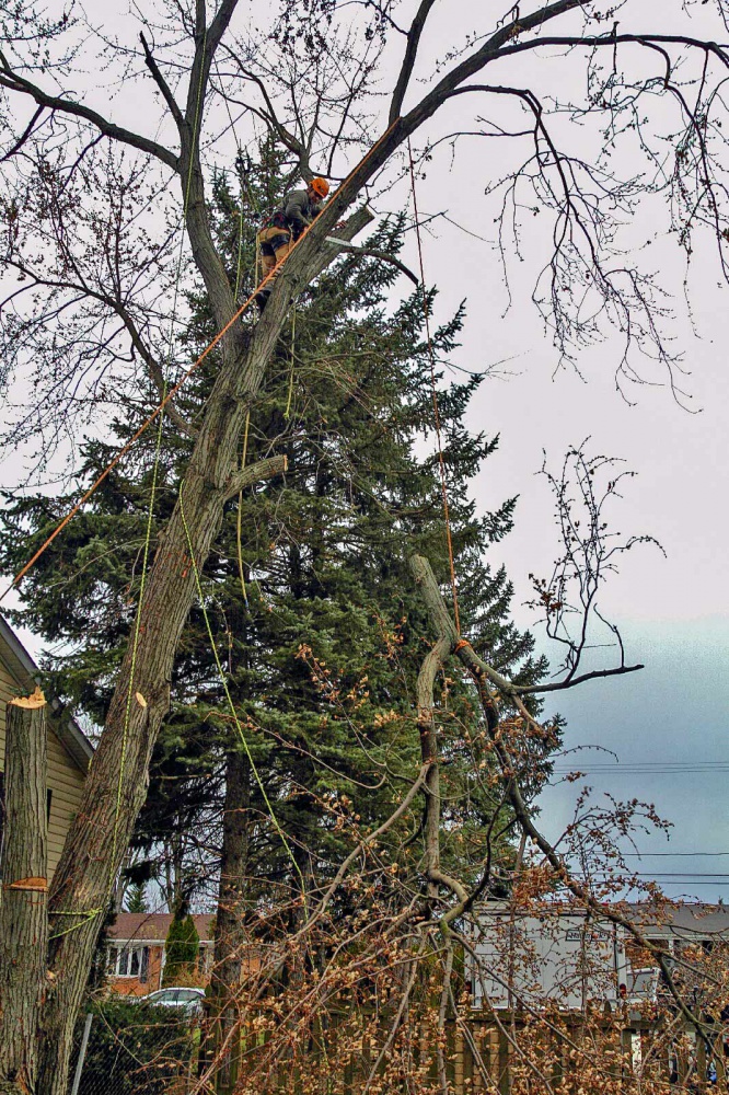 Best Tree Trimming Loudoun County Va, Clarke County Va, and Frederick County Va