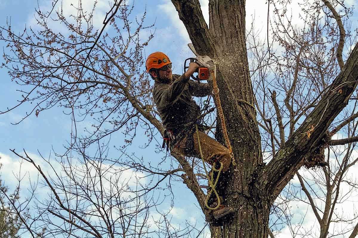 #1 Local Tree Service