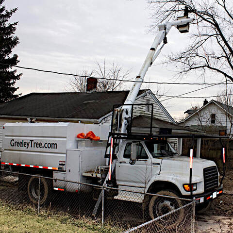 Best Local Tree Service
