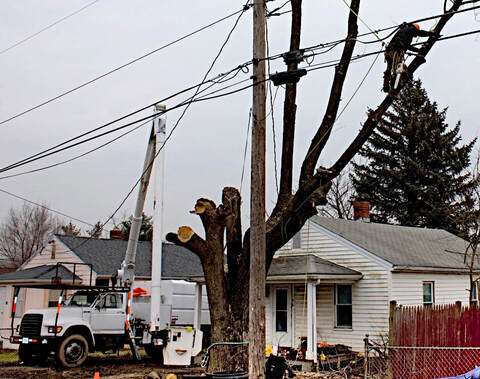 Affordable Local Tree Service