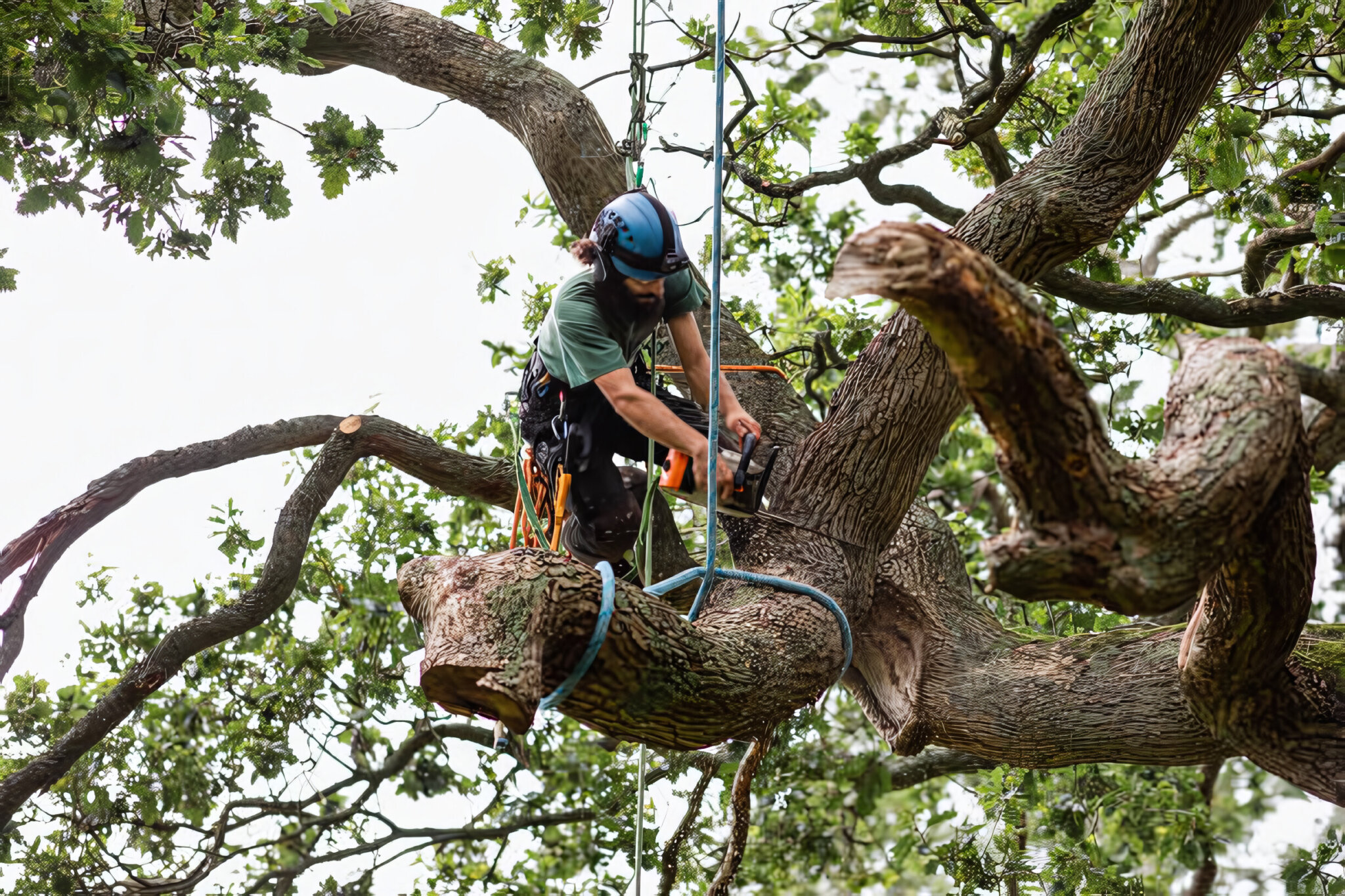 expert-tree-servicing