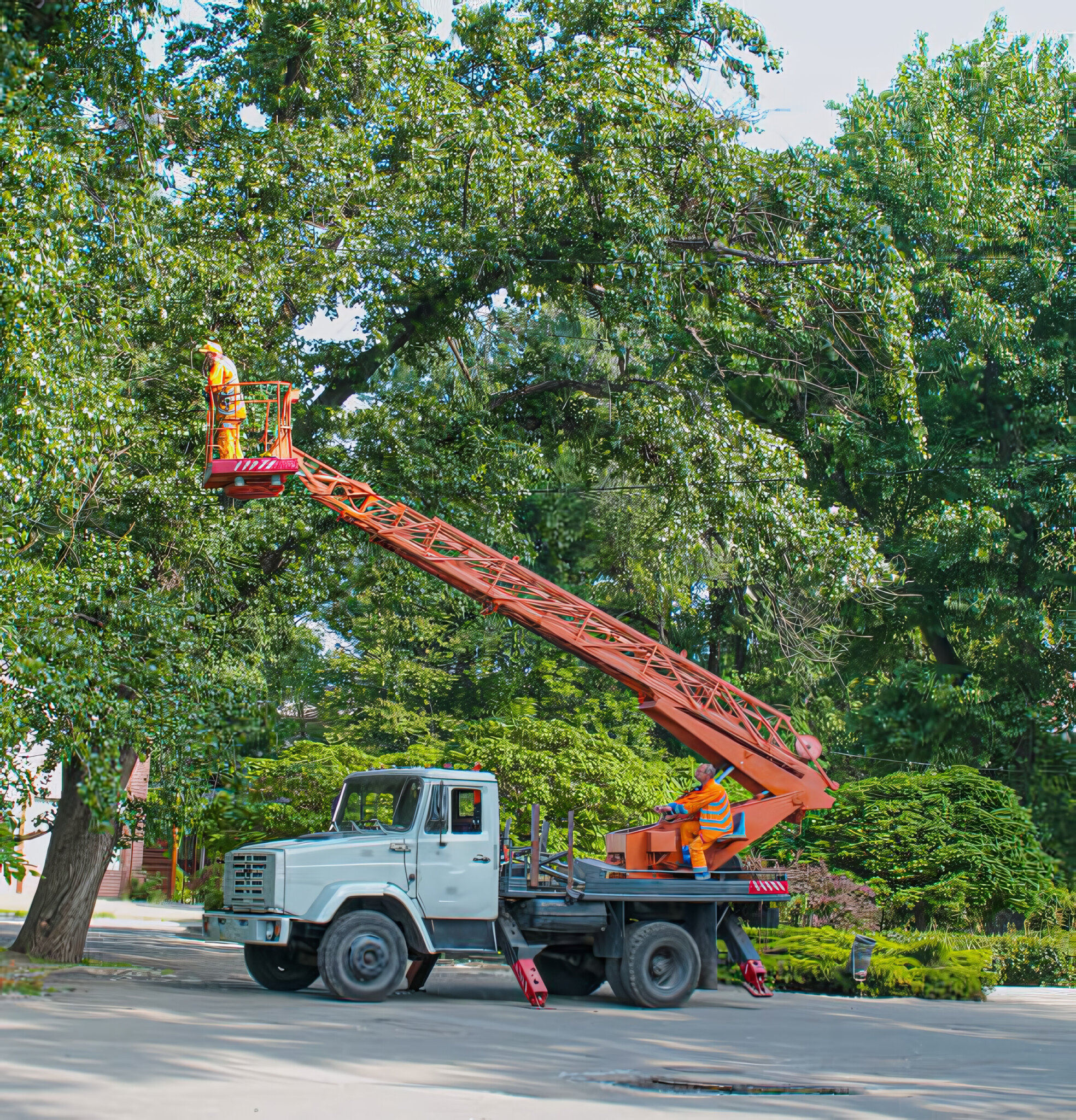 expert-tree-servicing