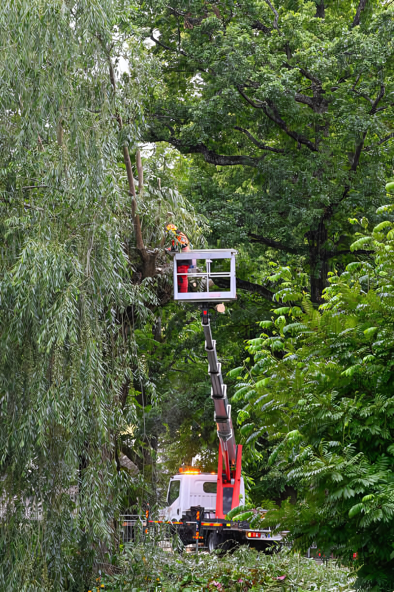 expert-tree-servicing