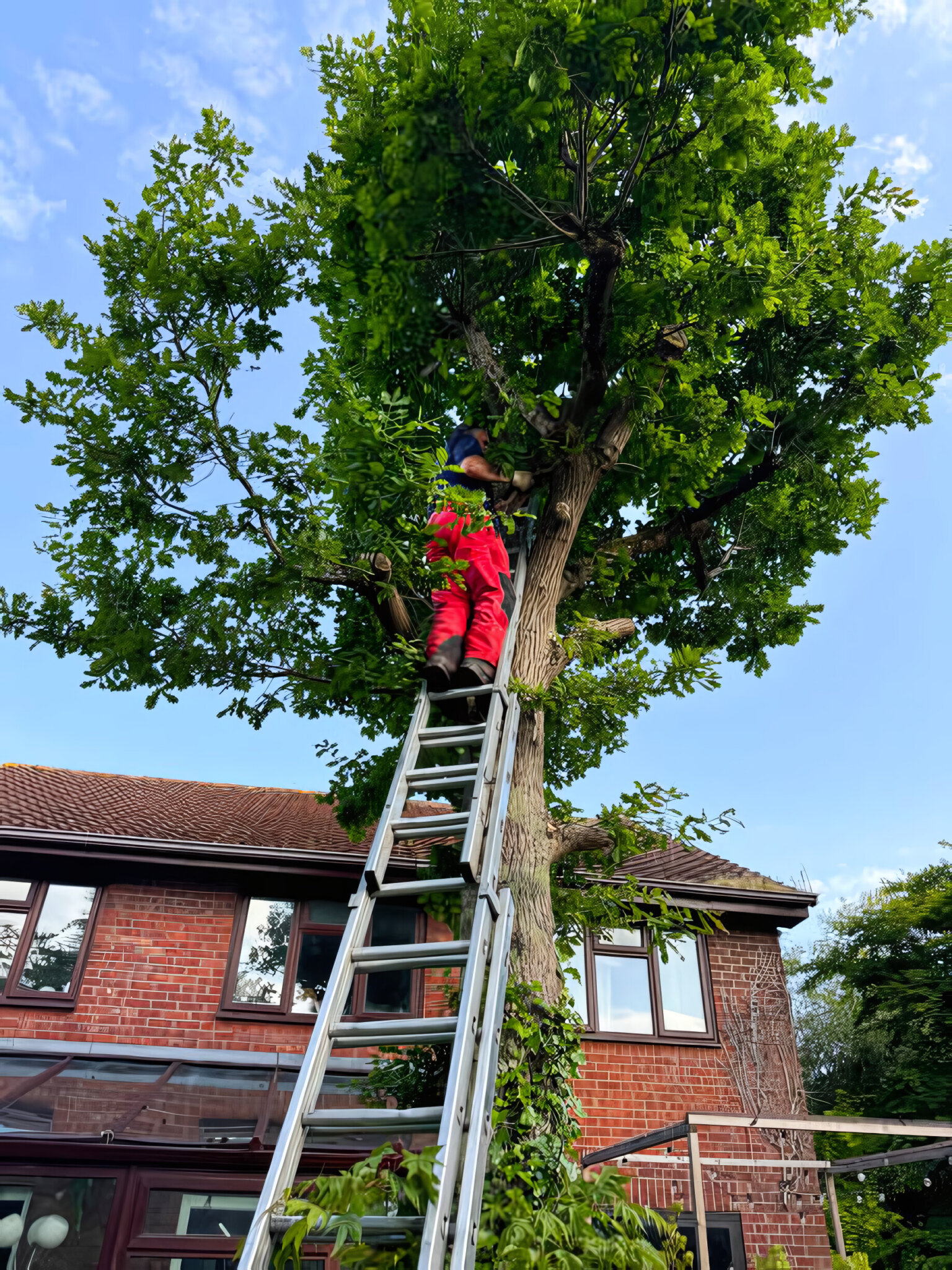 expert-tree-servicing