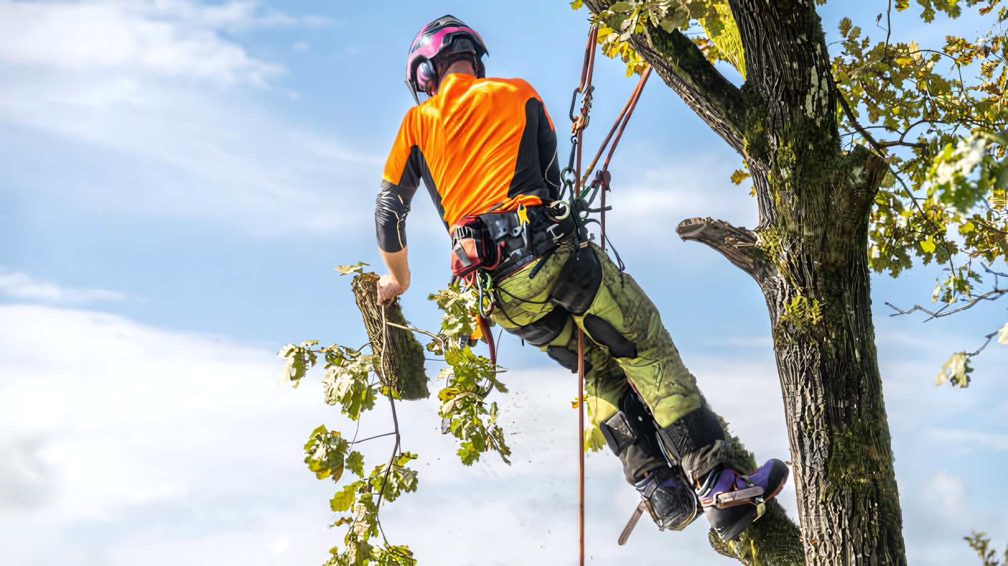 expert-tree-servicing