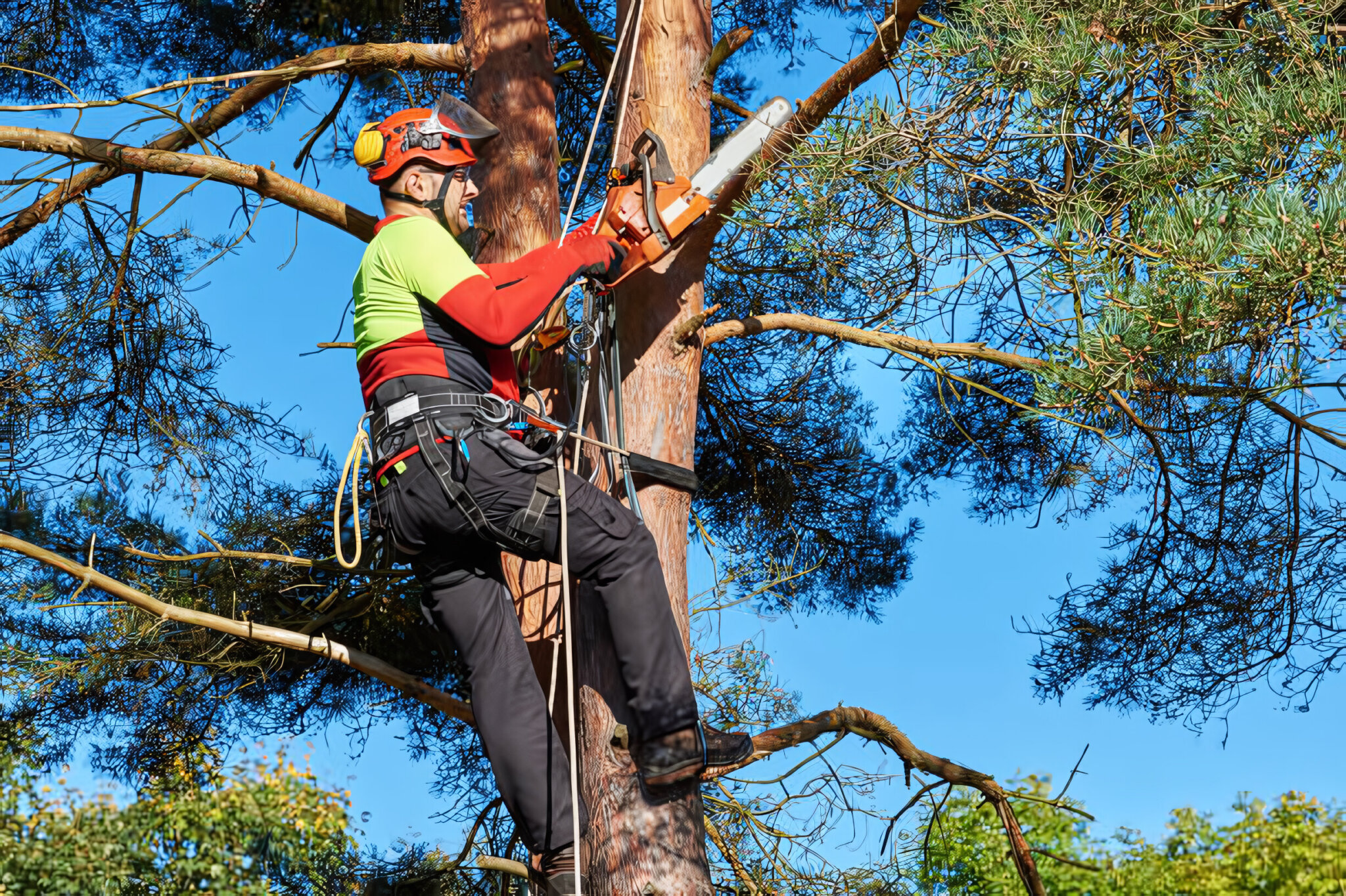 expert-tree-servicing